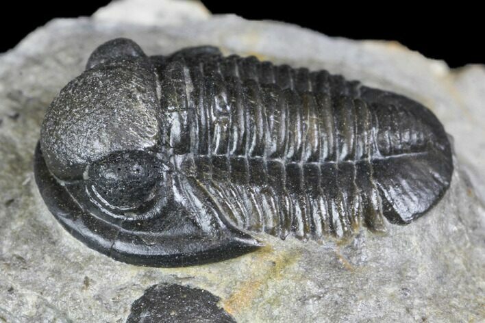 Bargain, Detailed Gerastos Trilobite Fossil - Morocco #145753